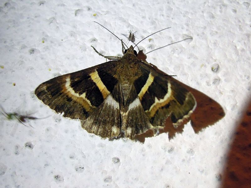 Grammodes stolida (Erebidae)